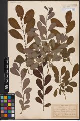 Foto von Salix aurita L.
